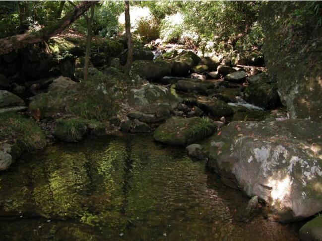 ʯ�Ŷ�ɭ�ֹ�԰��