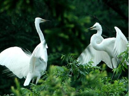 ���ݰ��ص���