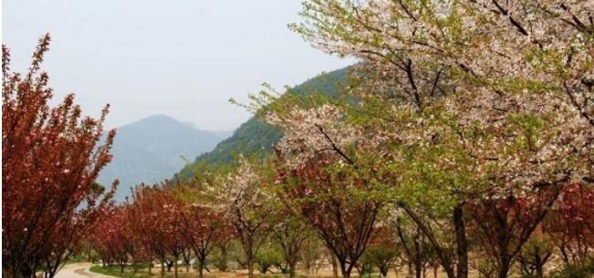 �ŷ�ɽ��ᮾ�����