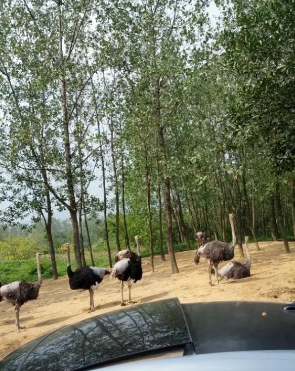 ����Ұ������԰��