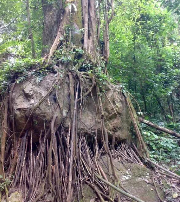 瑞丽莫里热带雨林,