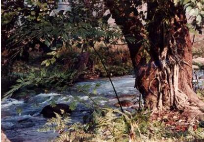 红河个旧绿水河热带雨林旅游度假区,