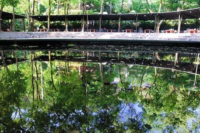 台湾大板根森林,