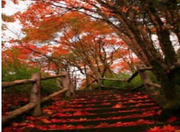 �ײ�ɽ����ɭ�ֹ�԰��