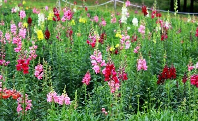 成都蒲江石象湖,