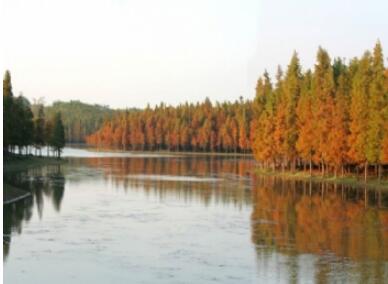 上海海湾国家森林公园,