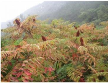 ��Դ����ɭ�ֹ�԰��