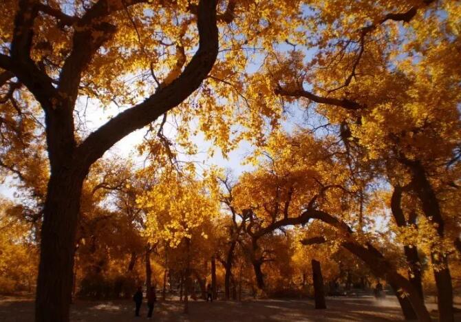 额济纳胡杨林景区,