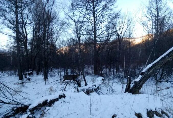 阿尔山白狼峰景区,