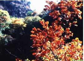 朝阳清风岭风景区,