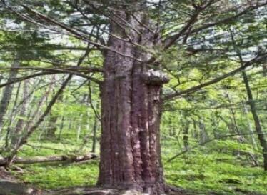 仙峰国家森林公园,