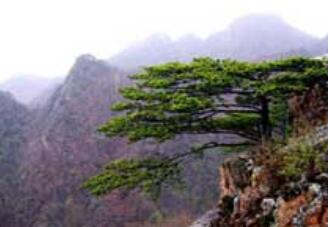 拉法山国家森林公园,