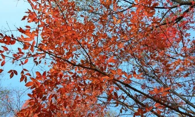 吉林蛟河红叶谷景区,