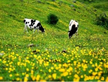 ������ɽ�羰��ʤ����