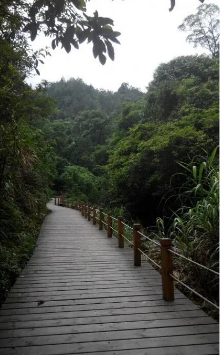 湖南九龙江国家森林公园,