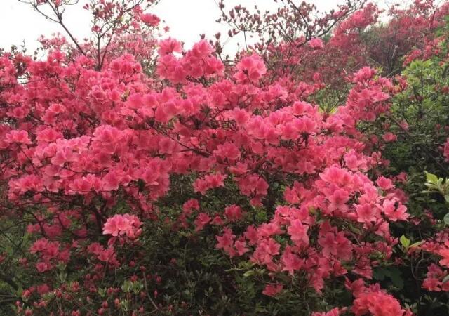 ����ľ������ɽ��