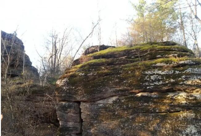 �����ӹ��Ҽ�ɭ�ֹ�԰��