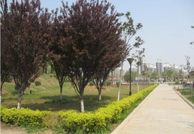 פ�������ɽ��