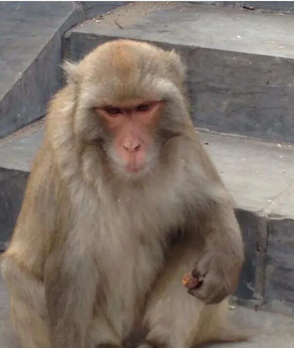 �����ڷ羰����