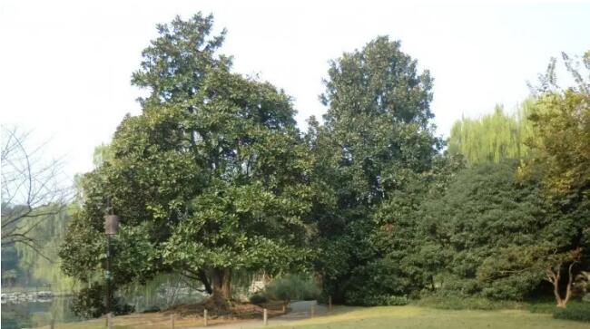 �е���¡����ƺ����ɭ�ֹ�԰��