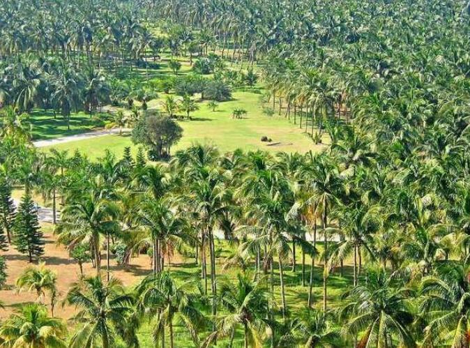 文昌椰子大观园,