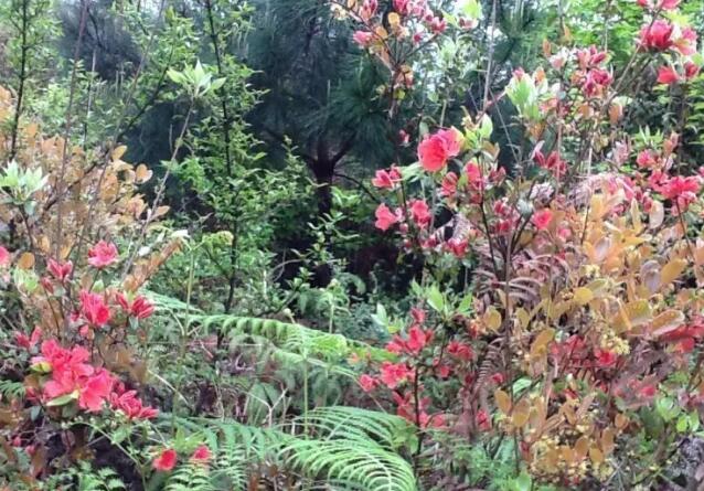 贵阳长顺杜鹃湖,