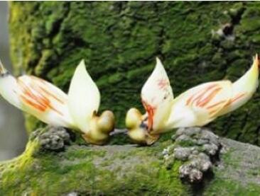 �����̹�ɽׯ��