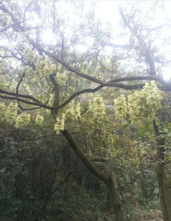 ��ɽ�ŵ��ȣ�