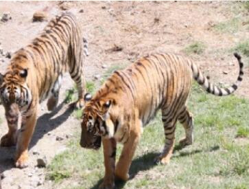 ÷��ɽ�й���԰��