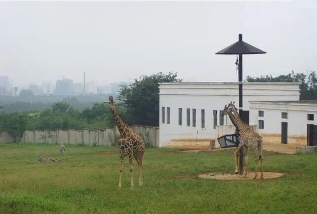 合肥野生动物园,