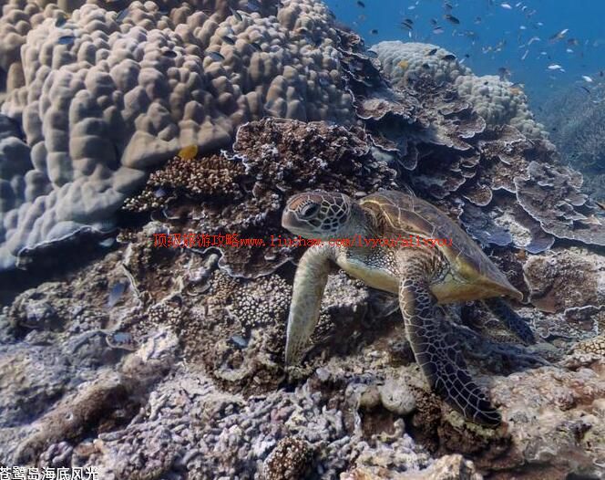 ���ص����׷�����ι���