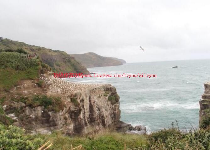 新西兰鸟岛旅游攻略