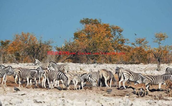 ���ױ��ǰ���ɳ���ҹ�԰���ι���