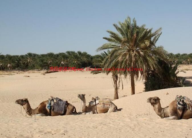 突尼斯杜兹小镇旅游攻略