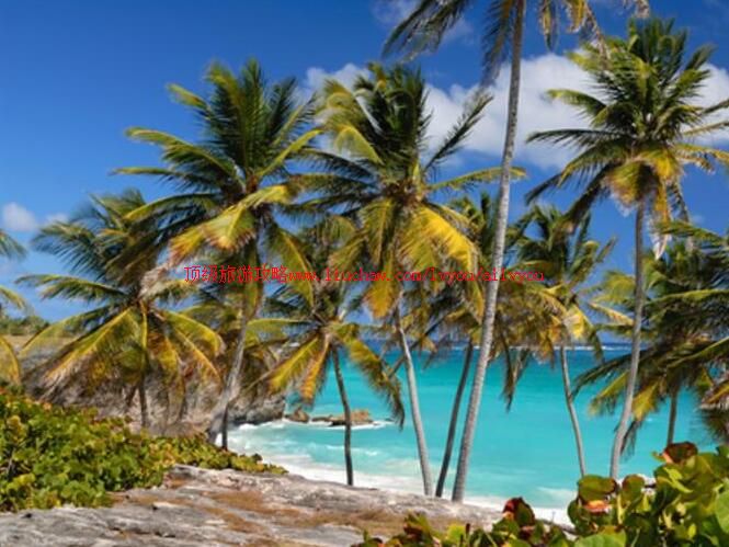 ���ձȰͰͶ�˹�����ι���