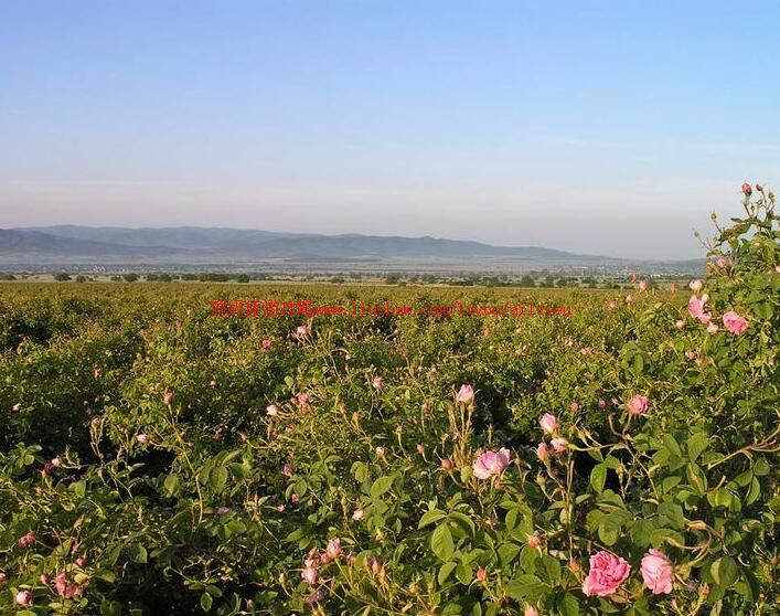 ��������õ������ι���