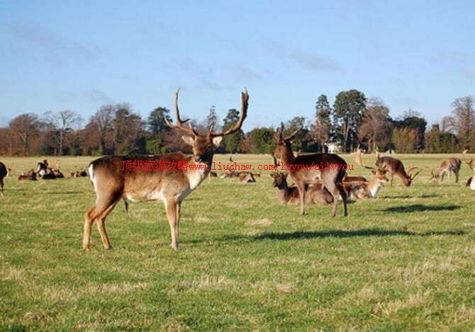 �����������ַ�˹�԰���ι���