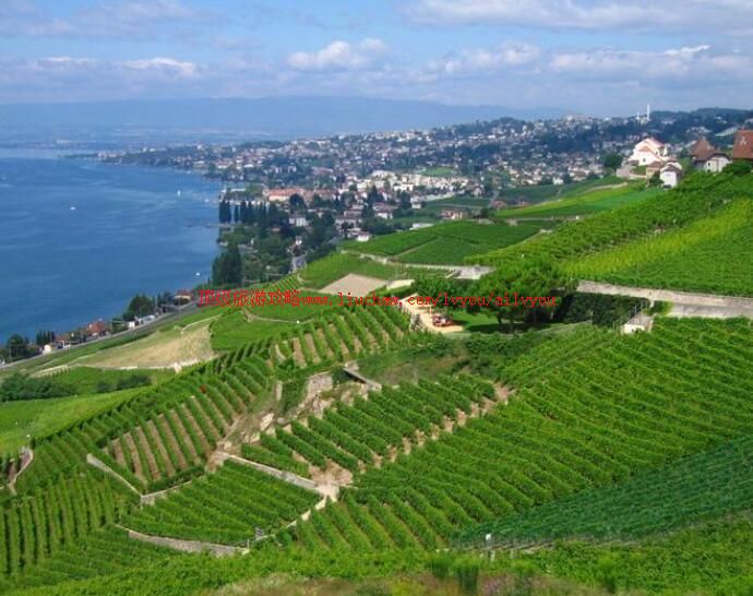 瑞士拉沃葡萄园旅游攻略