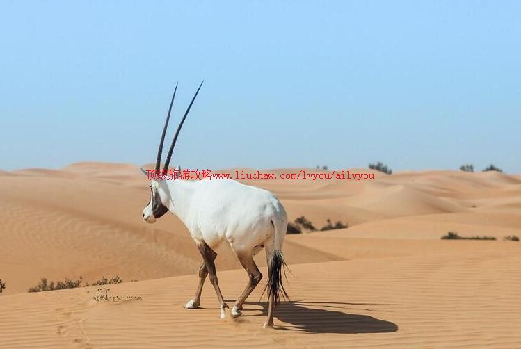 迪拜沙漠保护区旅游攻略