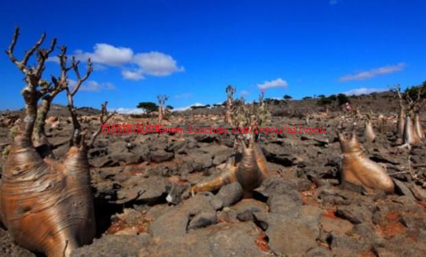 Ҳ����������Ⱥ�����ι���