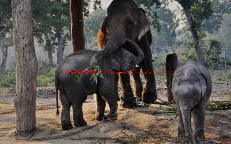 尼泊尔奇特旺国家森林公园旅游攻略