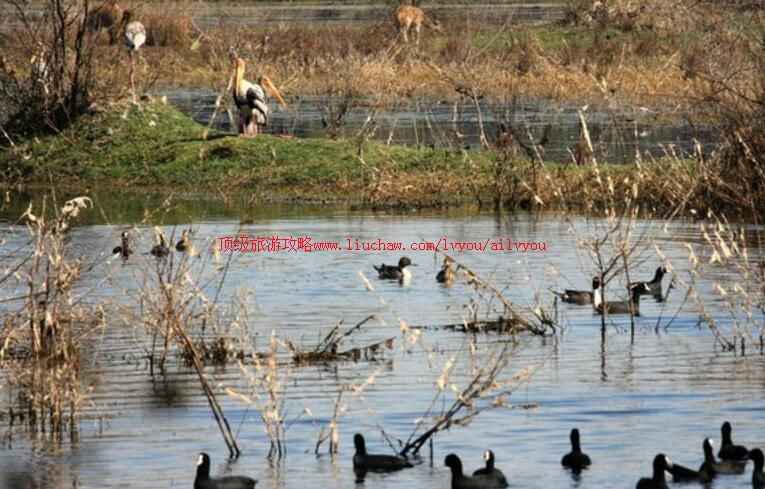印度凯奥拉德奥国家公园旅游攻略