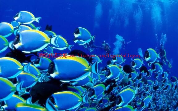 �������帻�������������ι���