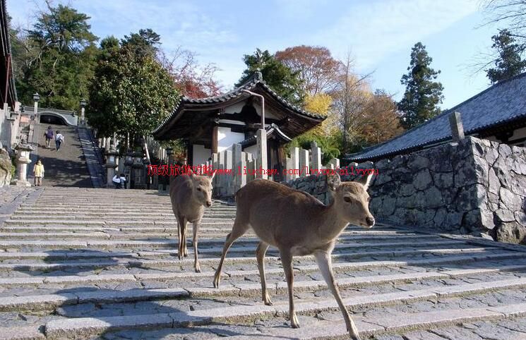 日本奈良旅游攻略