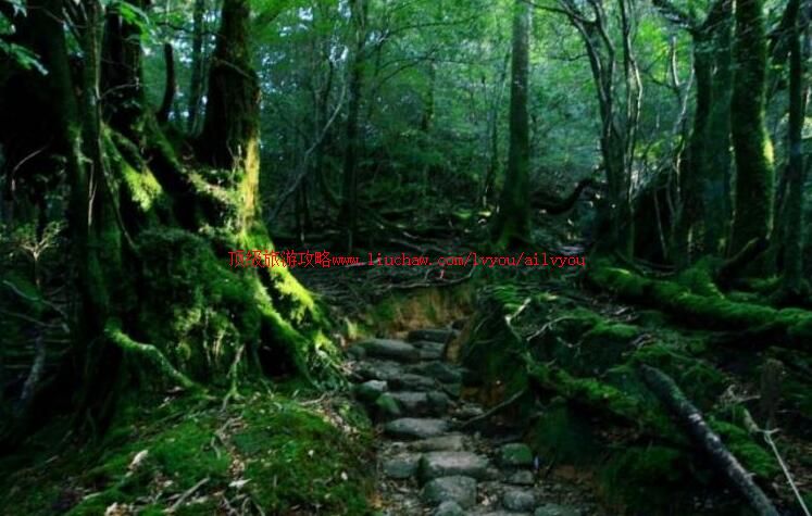 日本屋久岛旅游攻略