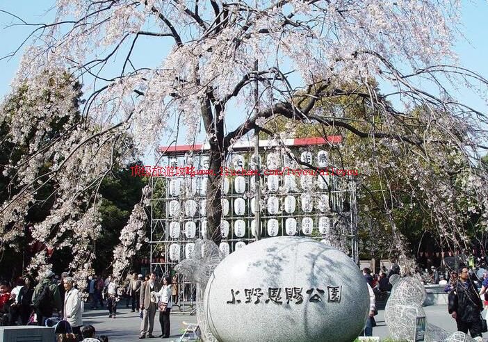 �ձ�������Ұ��԰���ι���