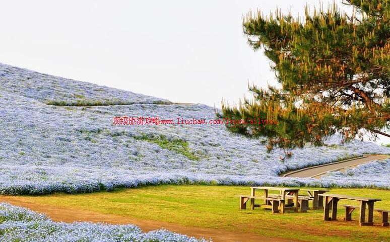 日本国营日立海滨公园旅游攻略