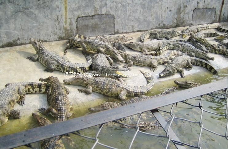 �������㹫԰���ι���