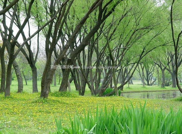 4A�����Ϻ�����ɭ�ֹ�԰���ι���