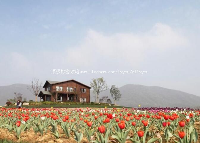 4A巢湖中国半汤郁金香高地旅游攻略
